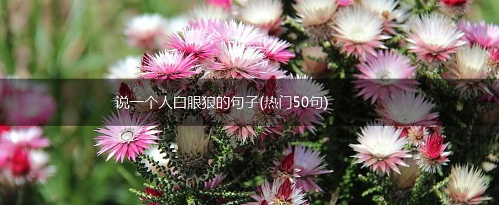 说一个人白眼狼的句子(热门50句),第1张