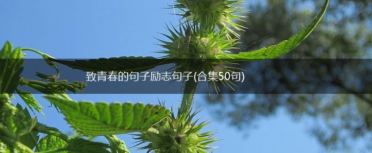 致青春的句子励志句子(合集50句),第1张