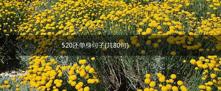 520还单身句子(共80句),第1张