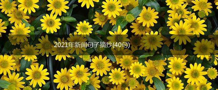 2021年新闻句子摘抄(40句),第1张