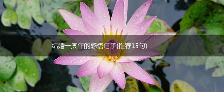结婚一周年的感悟句子(推荐15句),第1张