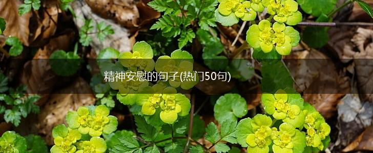精神安慰的句子(热门50句),第1张