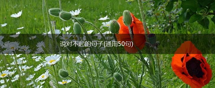说对不起的句子(通用50句),第1张