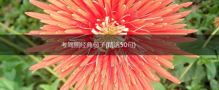 考驾照经典句子(精选50句),第1张