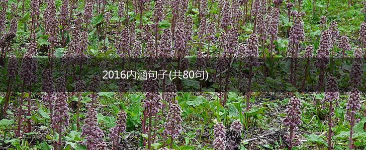 2016内涵句子(共80句),第1张