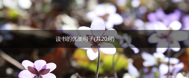 读书的优美句子(共20句),第1张