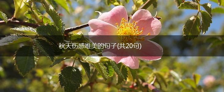 秋天伤感唯美的句子(共20句),第1张