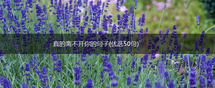 真的离不开你的句子(优选50句),第1张