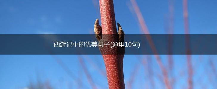 西游记中的优美句子(通用10句),第1张