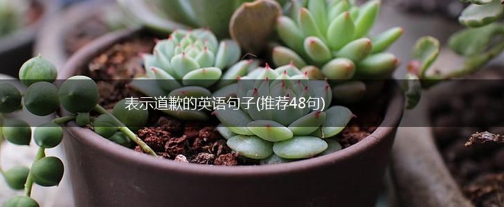 表示道歉的英语句子(推荐48句),第1张