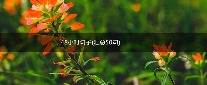 48小时句子(汇总50句),第1张