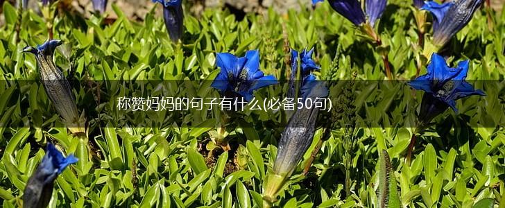 称赞妈妈的句子有什么(必备50句),第1张