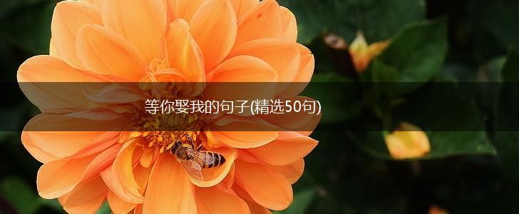等你娶我的句子(精选50句),第1张