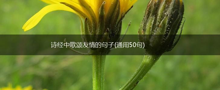 诗经中歌颂友情的句子(通用50句),第1张