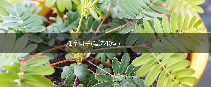 71字句子(精选40句),第1张