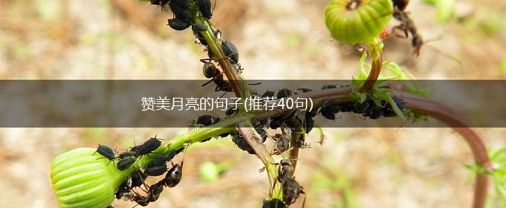 赞美月亮的句子(推荐40句),第1张
