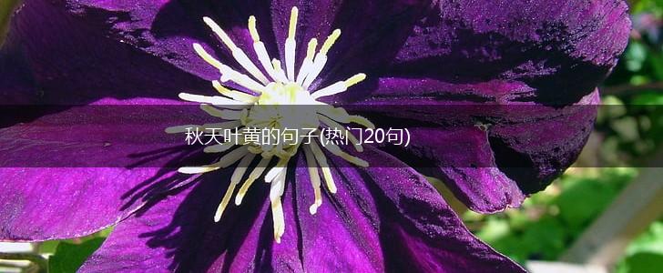 秋天叶黄的句子(热门20句),第1张