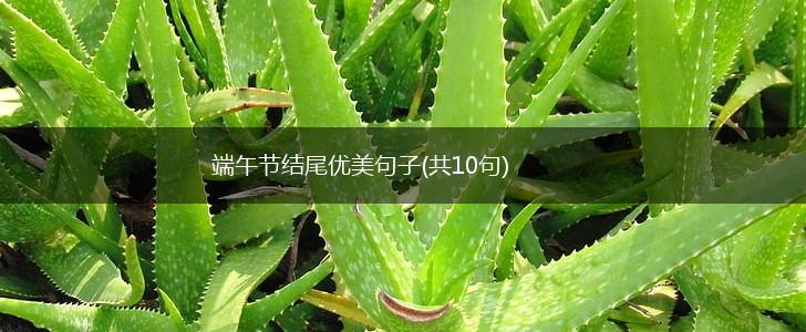 端午节结尾优美句子(共10句),第1张