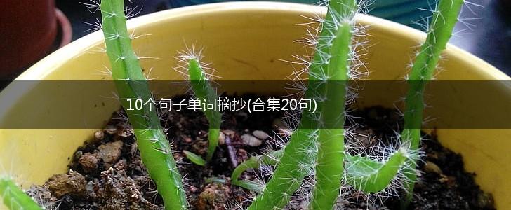 10个句子单词摘抄(合集20句),第1张