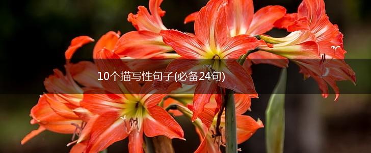 10个描写性句子(必备24句),第1张