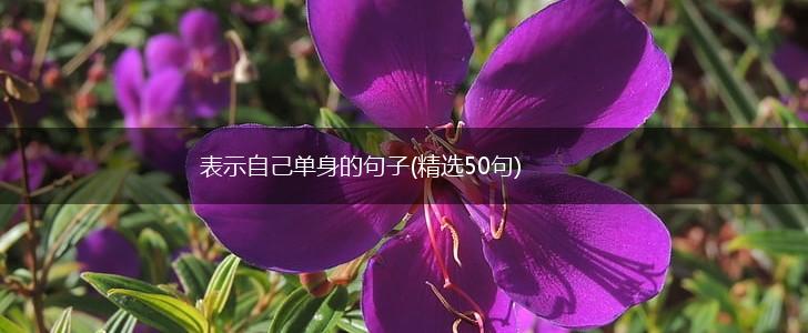 表示自己单身的句子(精选50句),第1张