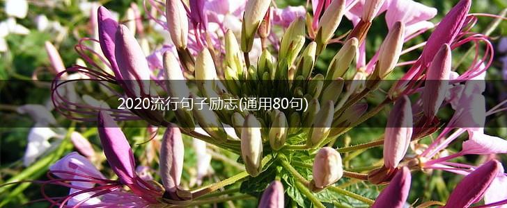 2020流行句子励志(通用80句),第1张