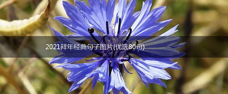 2021拜年经典句子图片(优选80句),第1张