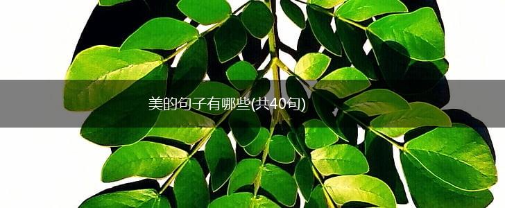 美的句子有哪些(共40句),第1张