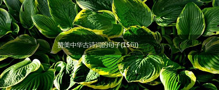 赞美中华古诗词的句子(15句),第1张
