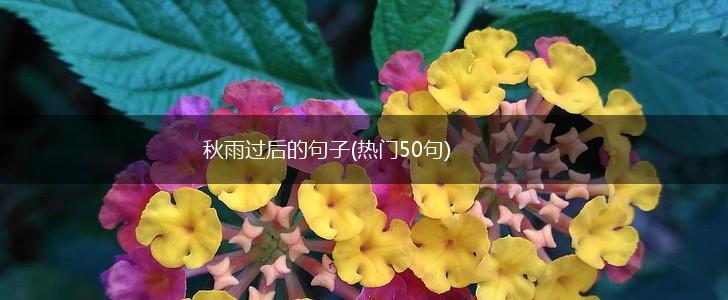 秋雨过后的句子(热门50句),第1张