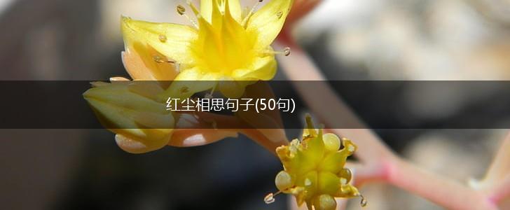 红尘相思句子(50句),第1张