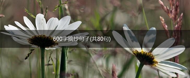 600字摘抄句子(共80句),第1张
