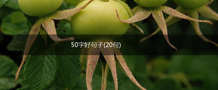 50字好句子(20句),第1张