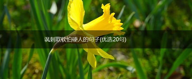 讽刺欺软怕硬人的句子(优选20句),第1张