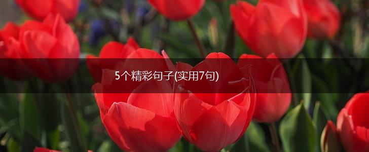 5个精彩句子(实用7句),第1张