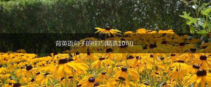 背英语句子的技巧(精选10句),第1张