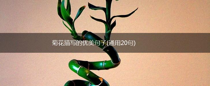 菊花描写的优美句子(通用20句),第1张