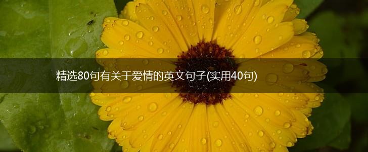精选80句有关于爱情的英文句子(实用40句),第1张