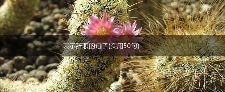 表示辞职的句子(实用50句),第1张
