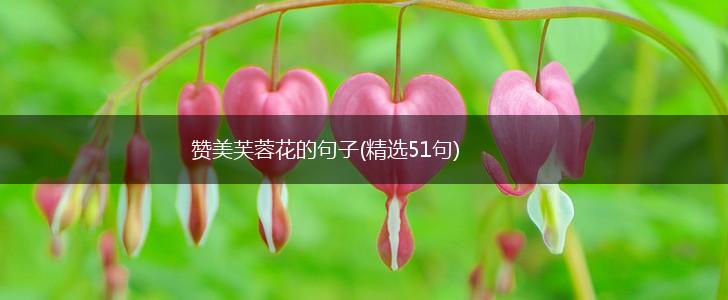 赞美芙蓉花的句子(精选51句),第1张