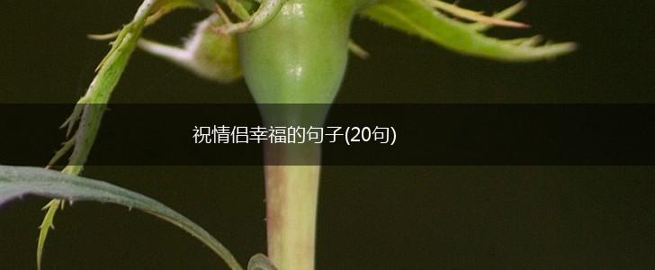 祝情侣幸福的句子(20句),第1张