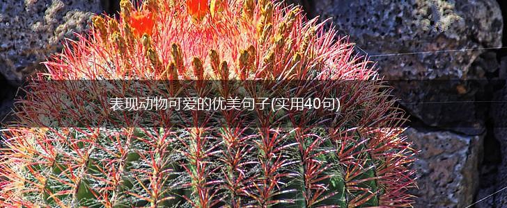 表现动物可爱的优美句子(实用40句),第1张