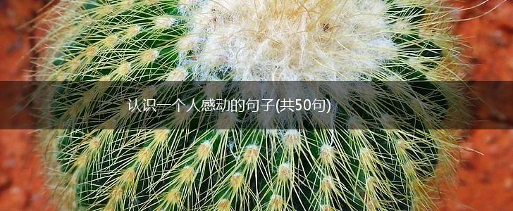 认识一个人感动的句子(共50句),第1张