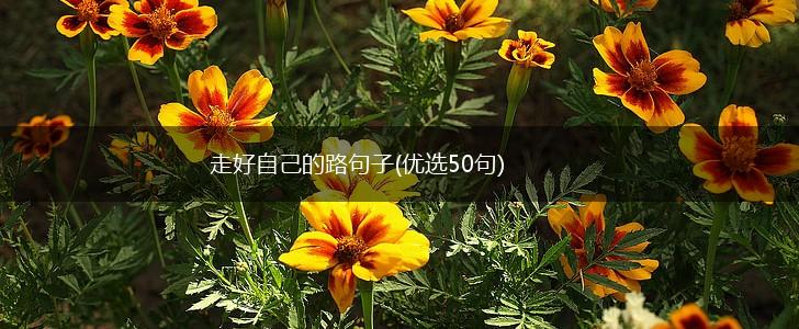 走好自己的路句子(优选50句),第1张