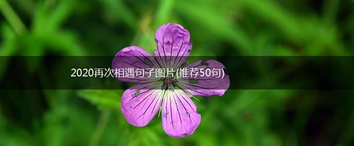 2020再次相遇句子图片(推荐50句),第1张