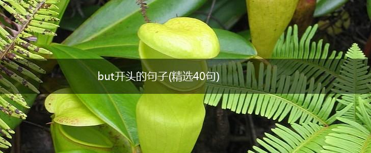but开头的句子(精选40句),第1张