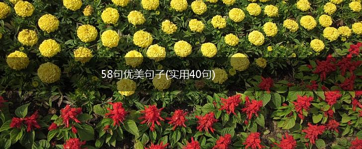 58句优美句子(实用40句),第1张