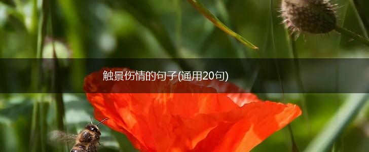 触景伤情的句子(通用20句),第1张