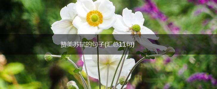 赞美苏轼的句子(汇总11句),第1张