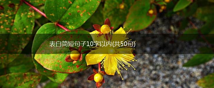 表白简短句子10字以内(共50句),第1张